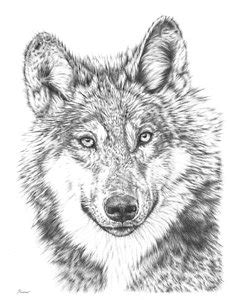 Timber Wolf Drawing at PaintingValley.com | Explore collection of ...