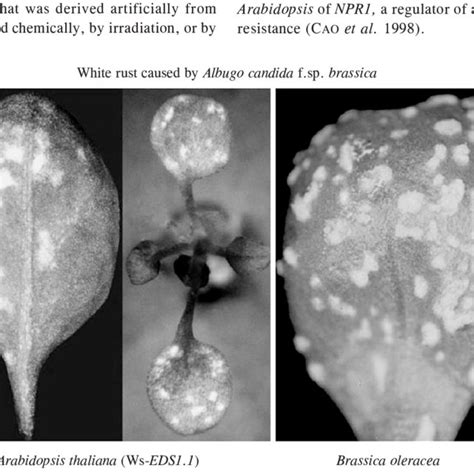 White Rust Caused By The Same Isolate Of Albugo Candida Subsp Brassica