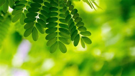 Green Leaves Tree Branch In Blur Green Bokeh Background 4k Hd Nature