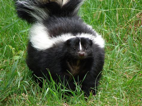 Free Skunk, Download Free Skunk png images, Free ClipArts on Clipart Library