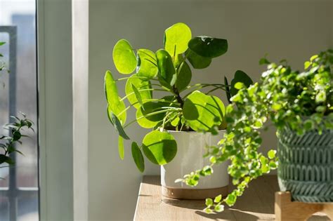 Pilea Peperomioides Planta De Interior En Maceta De Cer Mica En Casa