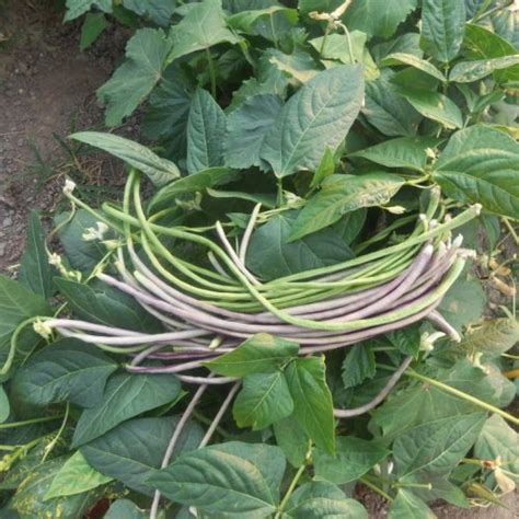 Yard Long Bean – Asia Seeds