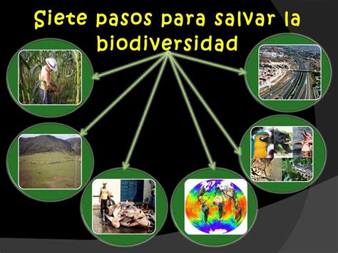 Perdida De Biodiversidad