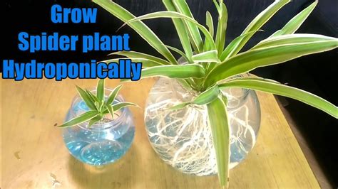 How To Grow Spider Plant In Water Hydroponic Method Youtube