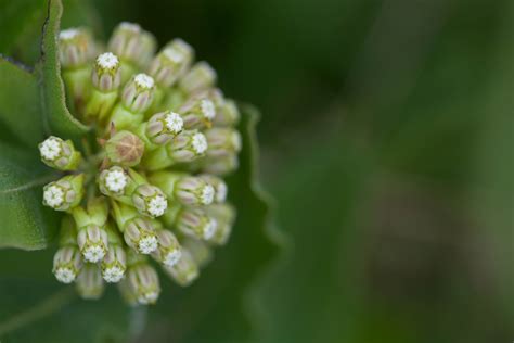 Free picture: bloom, plant, flora, green, comet, milkweed