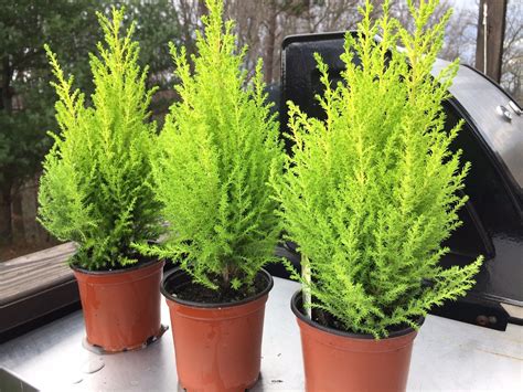 Cedar Trees Cypress Trees Rosemary Tree Lemon Cypress Live