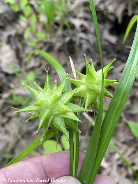 Carex Grayi Illinois Botanizer