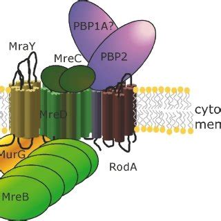 Schematic Representation Of The Possible Constituents Of The Putative