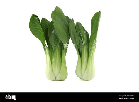 Bok Choy Also Known As Pak Choi Or Pok Choi Type Of Chinese Cabbage