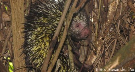 ABES SP 8 novas espécies de animais são descobertas no Peru