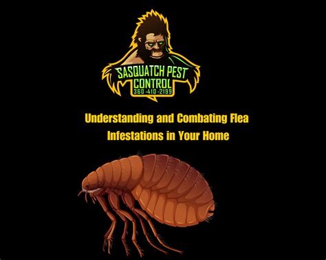 Understanding And Combating Flea Infestations In Your Home Sasquatch