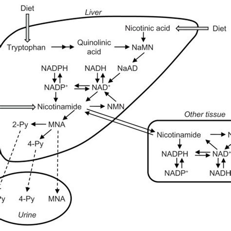 The Tryptophan Nicotinamide Pathway Notes The Pathway Consists Of The