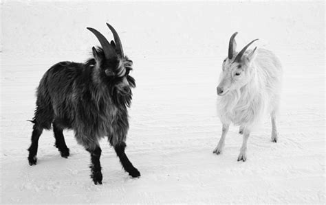 Breed Profile: Finnish Landrace Goat - Backyard Goats