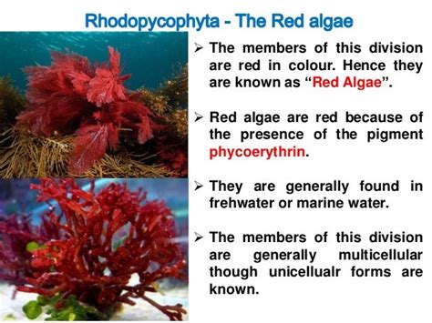 Classification of algae