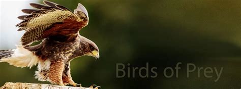 Falconry For Bird Control In Toronto Birds Of Prey