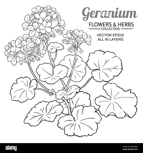 Geranium Plant Vector Illustration Stock Photo Alamy