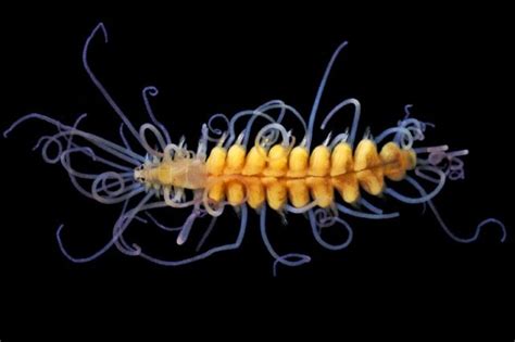 Creatures from Your Dreams and Nightmares: Unbelievable Marine Worms Photographed by Alexander ...