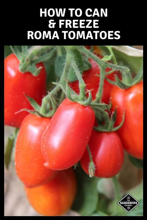 Preserving Roma Tomatoes: Canning and Freezing - Gardening Channel