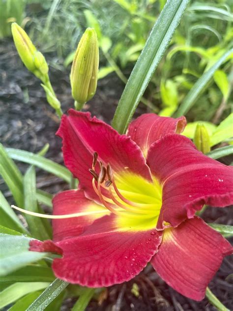 Daylily Hemerocallis Crimson Echo In The Daylilies Database