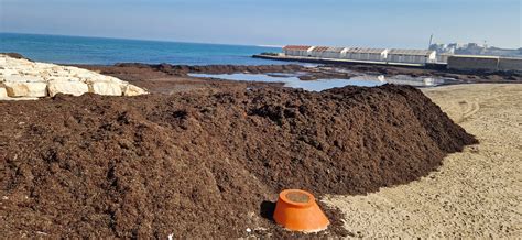 Bari Posidonia Sulle Spiagge Cittadine Al Via Le Operazioni Di Rimozione