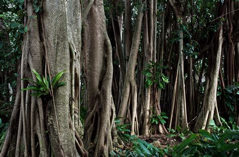 14 Remarkable Facts About Rubber Trees | Fact City