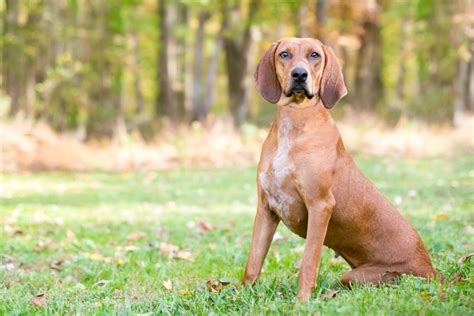 5 Best Redbone Coonhound Breeders In The US