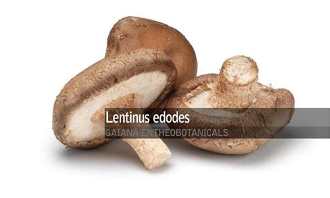 Lentinus Edodes Shiitake Gaiana