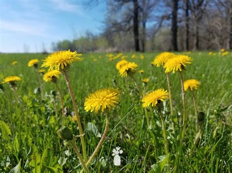 Harvesting and Eating Dandelion Flowers - Little House Living