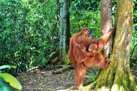 Memorable Day Sumatran Orang Utan Jungle Camp Lake Toba Tour