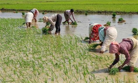 Telangana Disillusioned Farmers Stick To Paddy Sowing