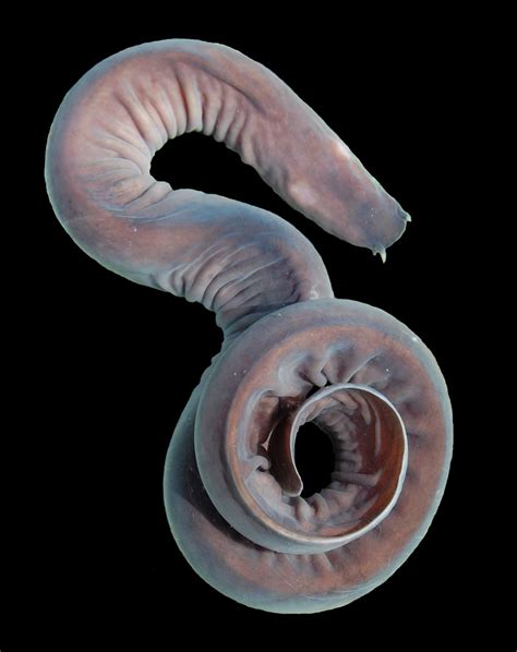 Hagfish