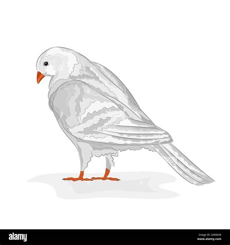 White Pigeon Vector Stock Vector Image And Art Alamy