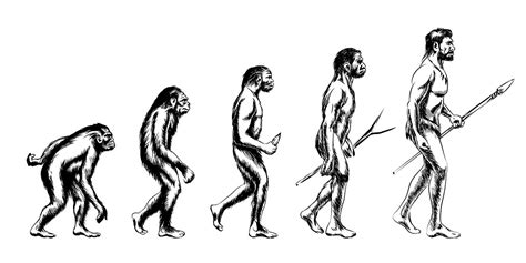 Hominid Evolution Timeline