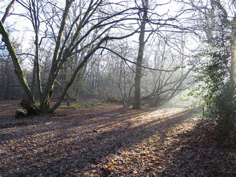 What To See Friends Of Northaw Great Wood