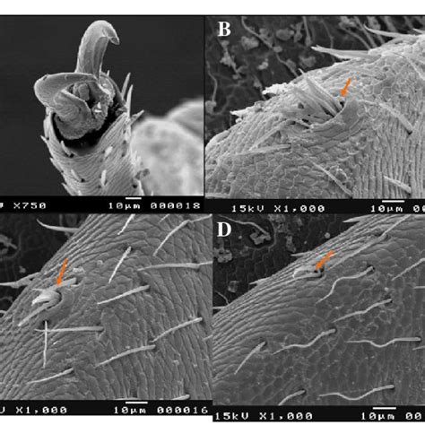 (PDF) Scanning electron morphological studies of Tribolium confusum ...