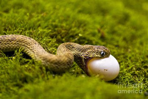 Egg Eating Snake Photograph by Timothy Hacker - Fine Art America