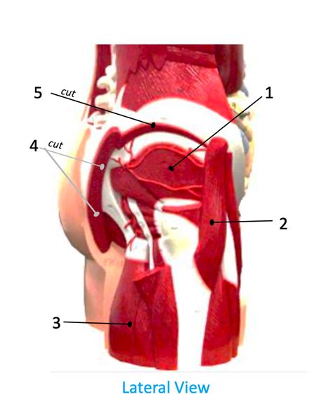 Lateral View Of The Glutes Diagram Quizlet