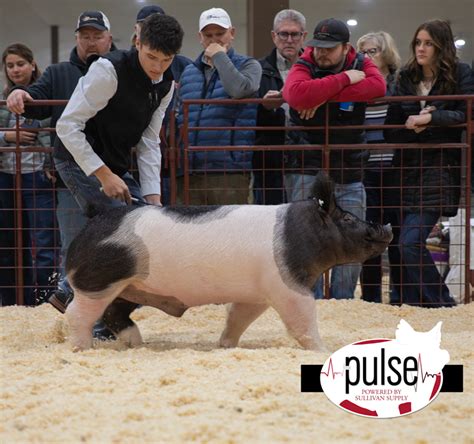 Sioux Empire Livestock Show Top Market Barrows The Pulse