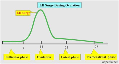 Luteinizing Hormone: What It Is And How It Affects You Flo, 44% OFF