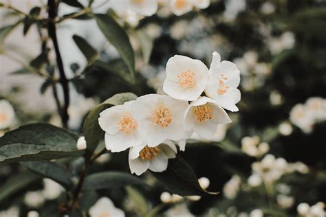 Close-up Photo of blooming Jasmine Flowers · Free Stock Photo