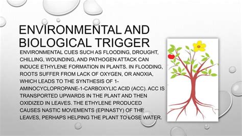 Ethylene | PPT