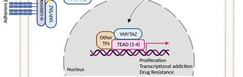 Regulation Of Yap Taz Activity By Key Signaling Events Schematic