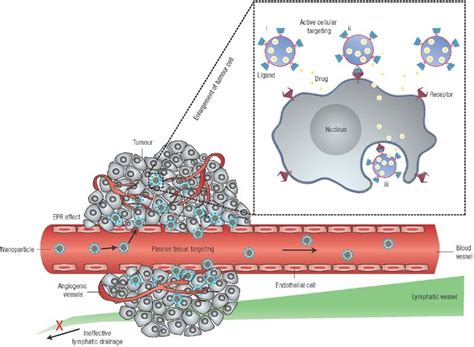 Epr Effect Illustration Of The Enhanced Permeation And Retention Effect