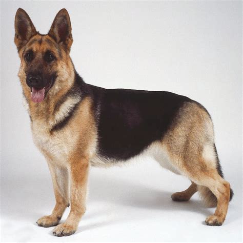 Cute Dogs: German Shepherd Dog