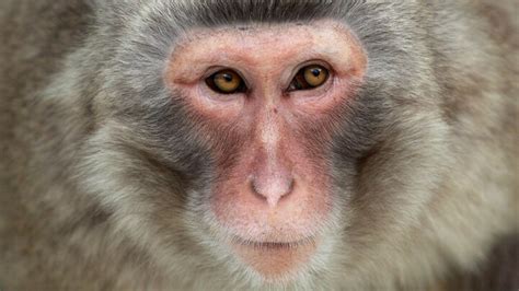 Des Scientifiques Japonais Redonnent La Vue à Un Singe En Utilisant Des