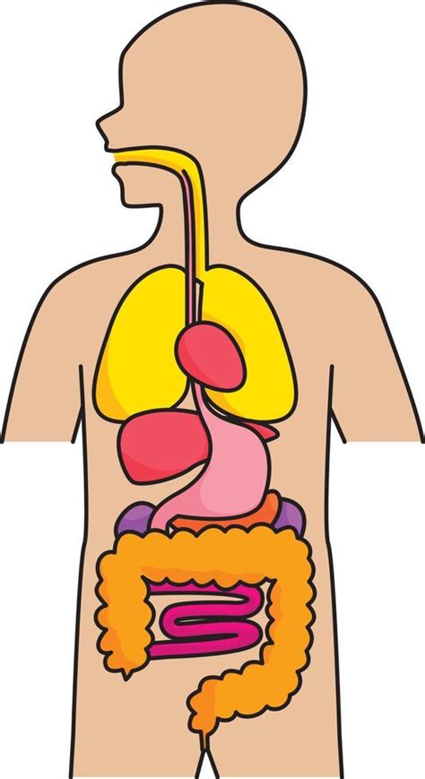 Organos Internos Del Cuerpo Humano 9567051 Vector En Vecteezy