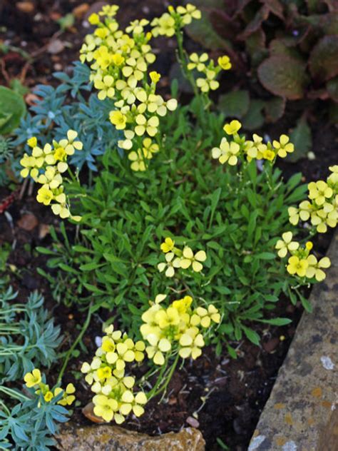 Erysimum Golden Jubilee Cotswold Garden Flowers