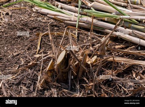 Sugarcane Plantation Are Harvesting Season In Thailand Agriculture