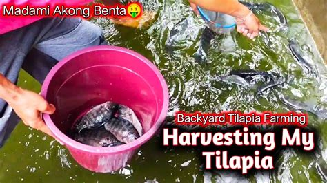 Harvesting My Tilapia Backyard Tilapia Farming Concrete Fishpond