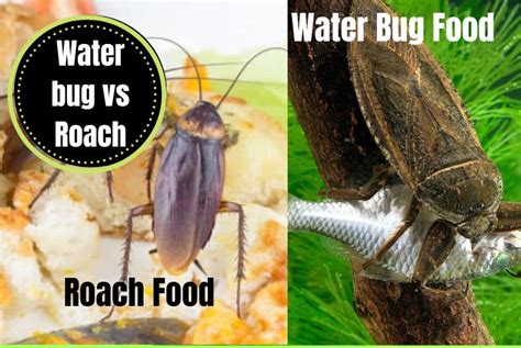 Water Bug Vs Roach Complete Guide With Pictures